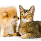 Illustration for article titled Science Says Dogs Are Smarter Than Cats